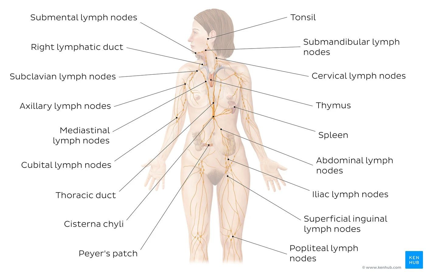 Diagram of human lymphatic system